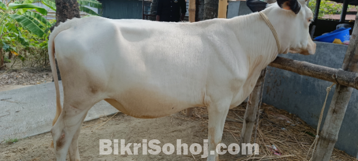 রানী সংকর জাতের এক জোড়া বকনা বাছুর বিক্রি করা হবে